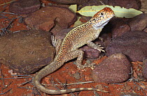 Western netted dragon, male {Ctenophorus reticulatus} South Australia