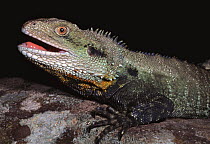 Male Gippsland water dragon {Physignathus leseurii howittii} Victoria, Australia