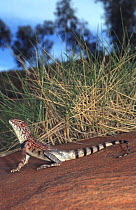 Ring tailed dragon male {Ctenophorus caudicinctus} Western Australia