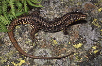 Common wall lizard, male {Podarcis muralis} Switzerland