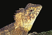 Southern angle headed dragon lizard {Gonocephalus spinipes} Queensland, Australia