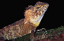 Southern angle headed dragon (Lophosaurus spinipes) Queensland, Australia