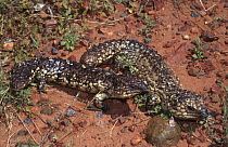 Shingleback lizard, breeding pair {Trachydosaurus / Tiliqua rugosus asper} New South Wales, Australia