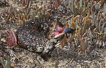 Shingleback lizard, gravid female threat display {Tiliqua / Trachydosaurus rugosus asper} Australia