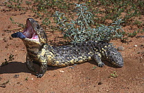 Shingleback lizard, female threat display {Trachydosaurus / Tiliqua rugosus asper} New South Wales, Australia
