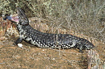 Shingleback lizard, female threat display {Trachydosaurus / Tiliqua rugosus asper} South Australia