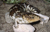 Shingleback lizard {Trachydosaurus / Tiliqua rugosa rugosa} Western Australia