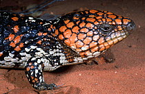 Shingleback lizard, male {Trachydosaurus / Tiliqua rugosa rugosa} Western Australia