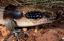 Western blue tongued skink {Tiliqua occipitalis} male, Western Australia
