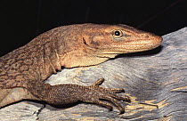 Freckled monitor lizard, male {Varanus tristis orientalis} Northern Territory, Australia