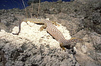 Ridge tailed monitor lizard, male basking {Varanus acanthurus} Western Australia