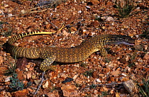 Sand monitor lizard {Varanus gouldii flavirufus} South Australia
