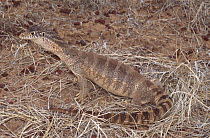 Spencer's monitor, gravid female {Varanus spenceri} Northern Territory, Australia