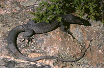 Black headed monitor lizard, male {Varanus tristis tristis} Western Australia