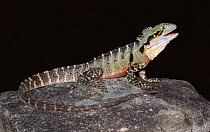 Eastern water dragon, breeding male (Intellagama leseurii) Queensland, Australia