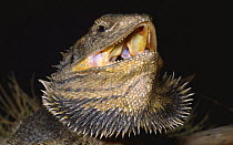 Eastern bearded dragon threat display {Pogona barbata} Australia