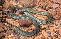 Adult female King brown snake {Pseudechis australis} NSW, Australia