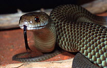 Adult male King brown snake, strike pose {Pseudechis australis} NT, Australia