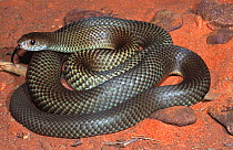 Adult male King brown snake, strike pose {Pseudechis australis} Northern Territory, Australia