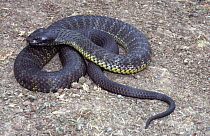 Black tiger snake, male {Notechis ater serventyi} Chappell Is, Australia