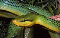 Red tailed rat snake {Gonyosoma oxycephala} captive