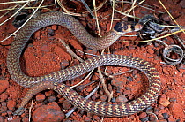 Hooded scaly foot (legless lizard) male {Pygopus nigriceps} Western Australia