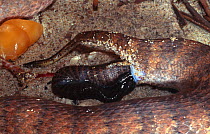 Rugose Death Adder (Acanthophis rugosus) adder giving birth, NT, Australia