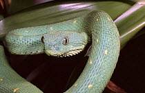 Green bush viper {Atheris chloroechis} female, captive