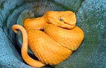 Golden eyelash viper {Bothrops schlegeli} female, captive