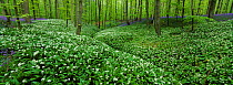 Beech wood with Wild garlic / Ramsons {Allium ursinum} and bluebells in flower, Belgium