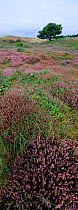 Heather heathland habitat, Kalmthoutse heide, Belgium