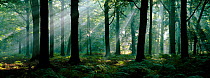 Sunrays through Beech woodland {Fagus sylvatica} Belgium