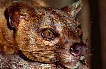 Head portrait of Fossa {Cryptoprocta ferox} Madagascar