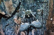 Nut tree tussock moth perfectly camouflaged {Colocasia coryli} Essex, England