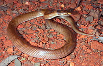 D - Curl snake, threat display {Suta suta} Queensland, Australia