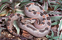 Western pygmy rattlesnake {Sistrurus miliarius streckeri} captive