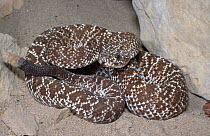 Uracoan rattlesnake {Crotalus vegrandis} male, Venezuela