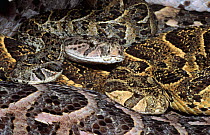 Three adult Puff adders, one in yellow phase {Bitis arietans} South Africa