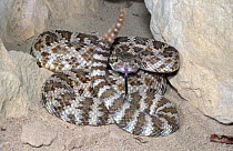 Prairie rattlesnake, threat display {Crotalus viridis viridis}