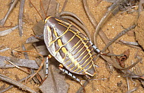 Australian Cockroach, species unknown. 25mm long. Kalbarri, Western Australia
