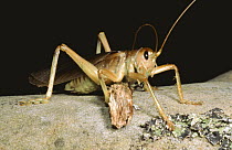 King cricket {Mimnermidae} Wallpolla island, Victoria, Australia
