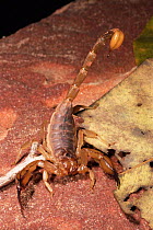 Australian Scorpion, species unknown, Northern Territory, Australia.