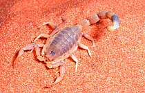 Australian Sand scorpion, species unknown, South Australia