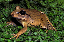 Great barred frog {Mixophyes fasciolatus} Queensland, Australia