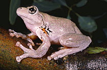 Peron's rock frog, female {Litoria peronii} NSW, Australia