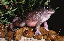 Gravid female Plains frog (Heleioporus inornatus) eggs visible through stomach, Western Australia