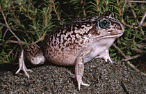 Female Sand frog {Heleioporus psammophilus} Western Australia