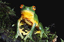 Red eyed tree frog {Litoria chloris} Queensland, Australia