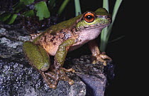 Male Spotted tree frog {Litoria spenceri} Victoria, Australia