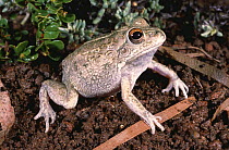 Male Woodland water holding frog {Cyclorana verrucosus} NSW, Australia
